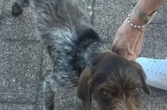 Chien trouvé devant gare de Gambsheim - photo