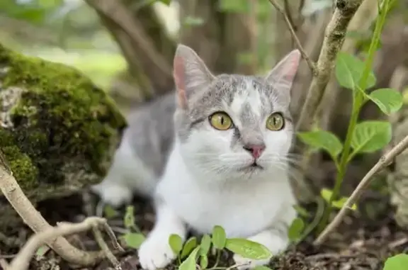 Animaux perdus , photo: Chatte tigrée disparue à Villeneuve-sur-Allier