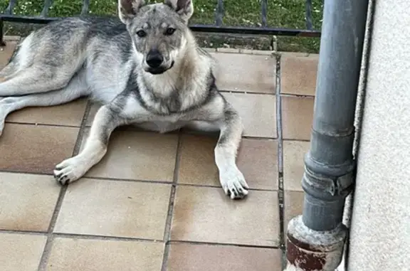 Animaux perdus Villeneuve-sur-Lot, photo: Chien loup tchécoslovaque perdu à Villeneuve
