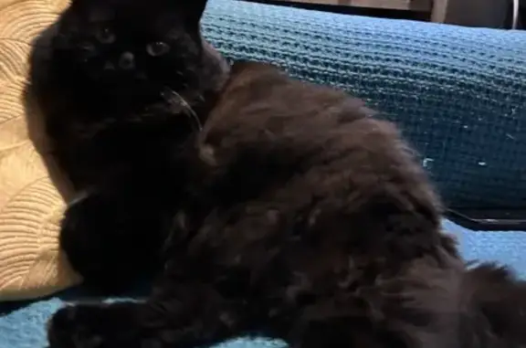 Animaux perdus Puget-sur-Argens, photo: Chat noir perdu à Puget-sur-Argens