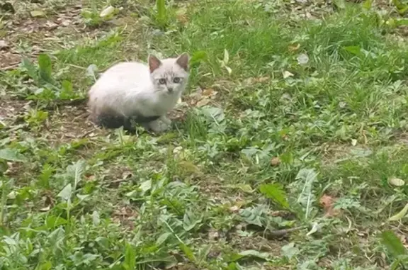 Chat trouvé Le Quesnoy, photo: Chatons trouvés près de la volière, ferme pédagogique