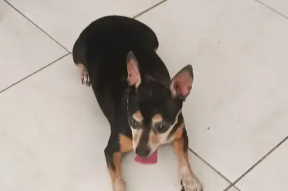 ¡Ayuda! Perrita Perdida en Carrera 56A