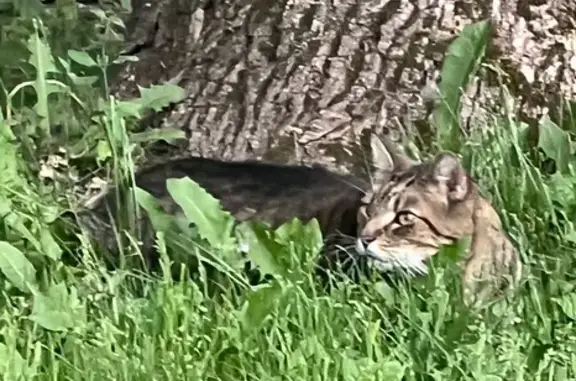 Lost Tabby Cat: Brown/Grey, Duck-Walks, Honks