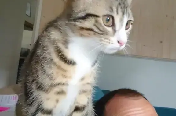 Chatte tigrée Plume perdue à Dammarie-les-Lys - photo