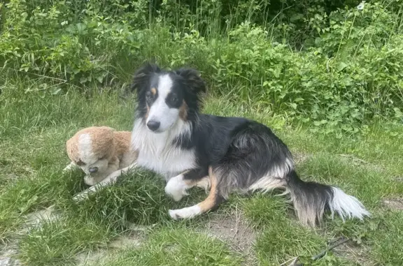 Animaux perdus , photo: Chien disparu Pepsy, border collie tricolore