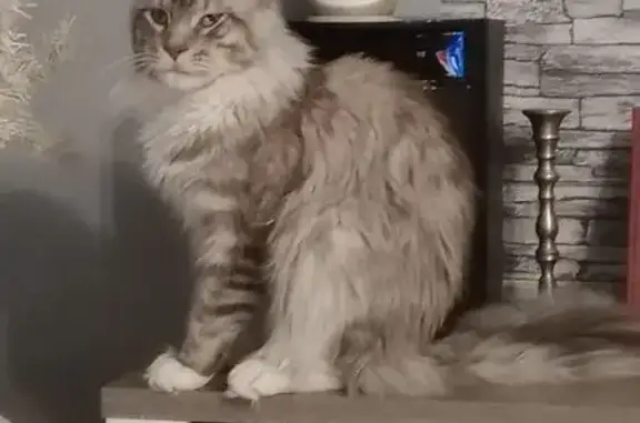Chat perdu, Durtal, photo: Chat Maine Coon gris-blanc perdu à Durtal