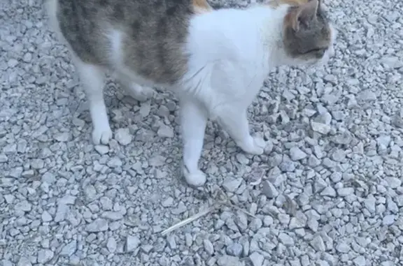 Chat errant trouvé, femelle tigrée, Grande Rue - photo