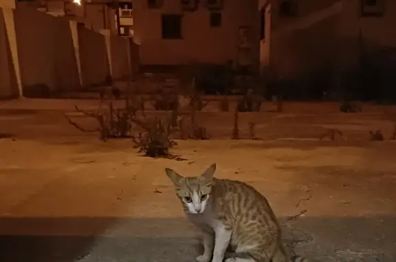 Gata Naranja Rescatada en Vélez-Málaga