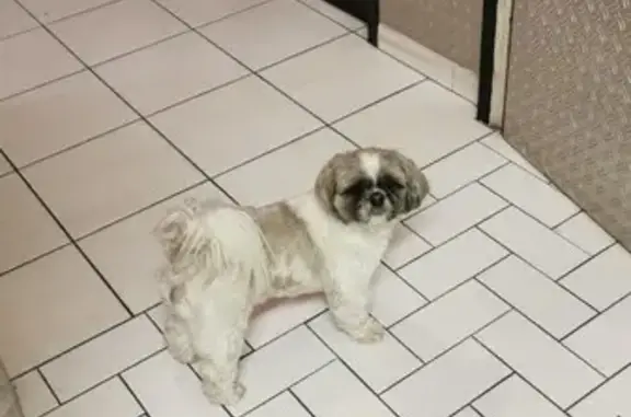 Chien perdu Saint-Loubès, photo : Petit Shi Tzu mâle disparu à Saint-Loubès