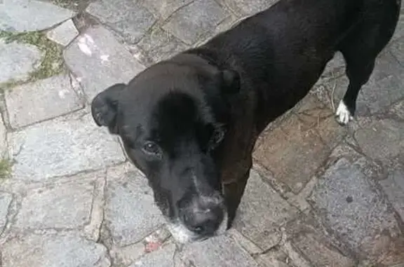 Grand chien marron trouvé à La Baule - photo