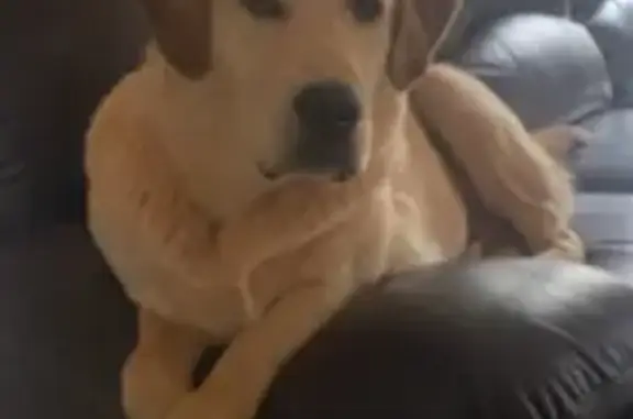 Lost Yellow Lab, 1 Year Old, Shady Hills Rd