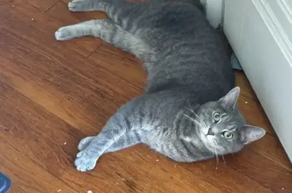 Lost Gray Tabby Cat in Pittsburgh - 7 lbs.