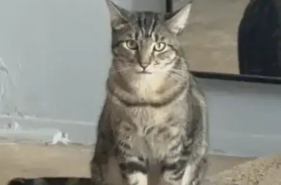 Lost Grey Tabby Cat Luna - Call If Seen!