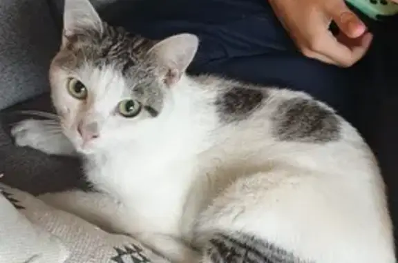 Animaux trouvés Landudec, photo: Chat blanc et gris trouvé à Landudec