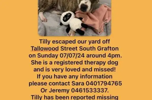 Missing Therapy Dog Tilly in South Grafton