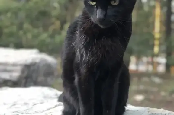 Lost Black Cat: Salt & Pepper, Flagstaff