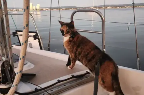 Lost Tortoiseshell Cat at Runaway Bay!