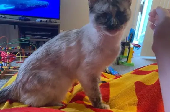 Lost Siamese Mix Cat in Blue Springs