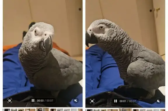 Lost African Grey Parrot in Liverpool, NSW