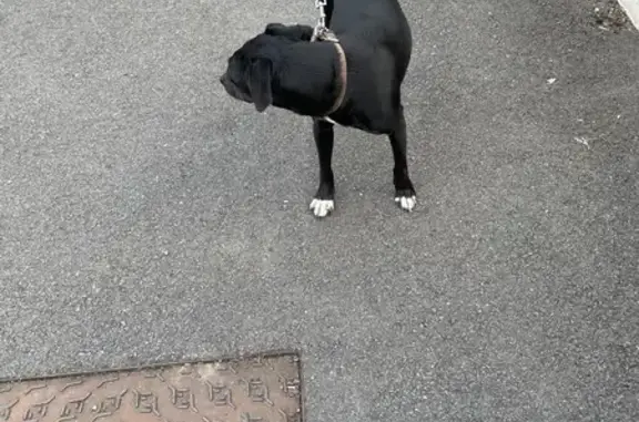 Chienne noire trouvée rue de la Forêt Noire - photo