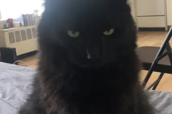 Lost Long-Haired Black Cat in Chicago