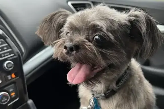 Lost 13-Year-Old Yorkie Mix in Brentwood