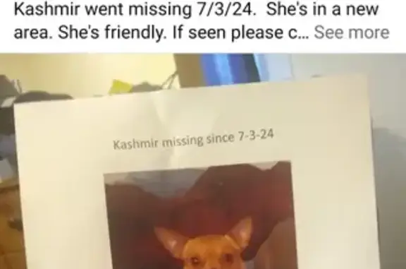 Lost Tan Chihuahua, Female, 3 Yrs, Sebring