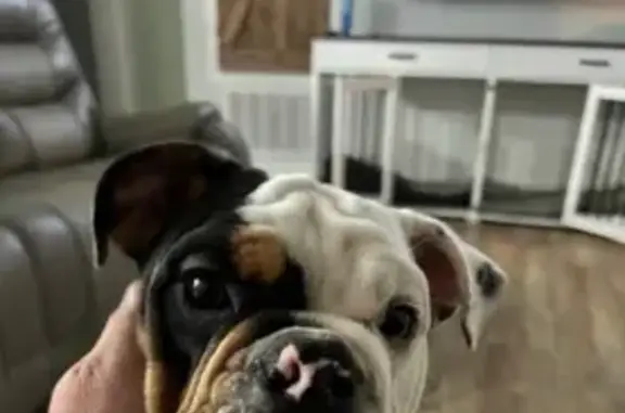 Lost English Bulldog Puppy: Sarge - Eclectic