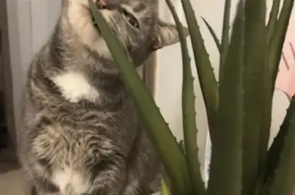 Animaux perdus Besançon, photo: Chat disparu à Besançon, Rue Louise Blazer
