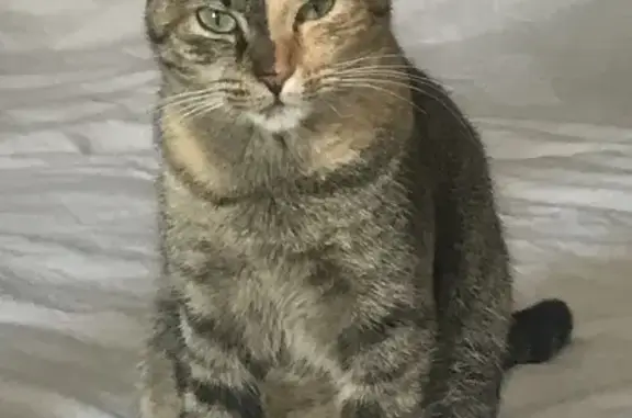 Animaux perdus Valence, photo: Chatte tigrée bicolore perdue à Valence