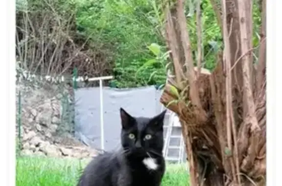 Chat perdu, , photo: Chat noir et blanc perdu à Puymaurin