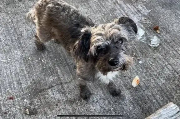 Chien gris trouvé près de l'A7 Valence - photo