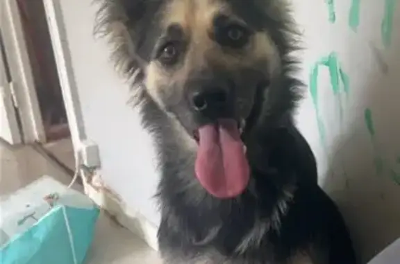 Chien trouvé à Arras, non pucé ni vacciné - photo