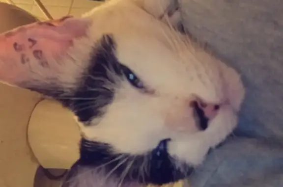 Chatte noire et blanche trouvée à Orléans - photo