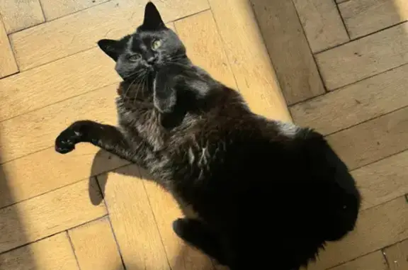 Chat perdu, Tourcoing, photo: Chat noir disparu à Tourcoing, Rue Faidherbe