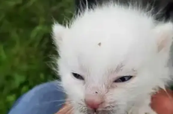 Urgent: Chatons malades à Metz cherchent aide - photo