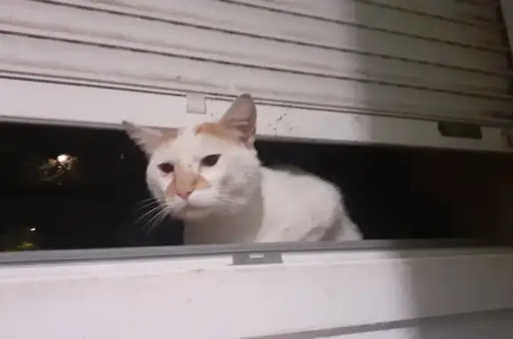 Chat mâle trouvé Rue Vandernoot, Metz - photo