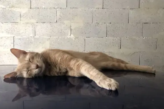 Animaux perdus Arcueil, photo: Chat roux perdu à Arcueil, Avenue PVC