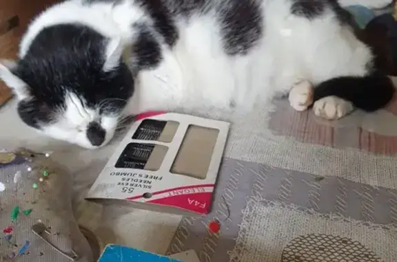 Animaux perdus , photo: Chatte noire et blanche perdue à Pair-et-Grandrupt