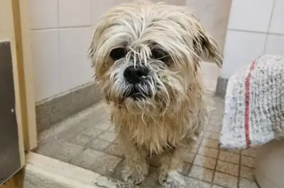 Chien trouvé peureux sans collier à Alençon - photo