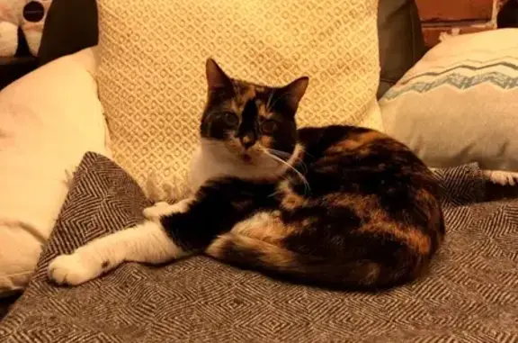 Animaux perdus Chaville, photo: Chatte européenne disparue à Chaville