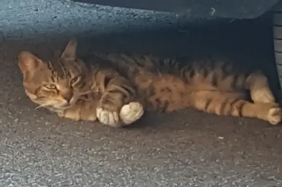 Chat mâle tigré trouvé rue Palassou, Pau - photo