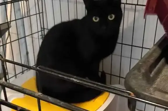 Animaux perdus Nantes, photo: Chat noir perdu à Nantes, Rue du Bois Hardy