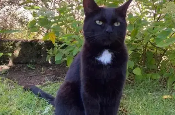Chat trouvé à Haguenau, nommé Patou - photo