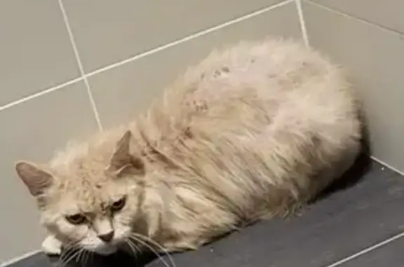 Chat trouvé malade dans hall, Rue de la Paix - photo