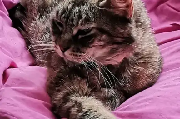 Animaux perdus Arles, photo: Chatte tigrée rousse et noire disparue à Arles