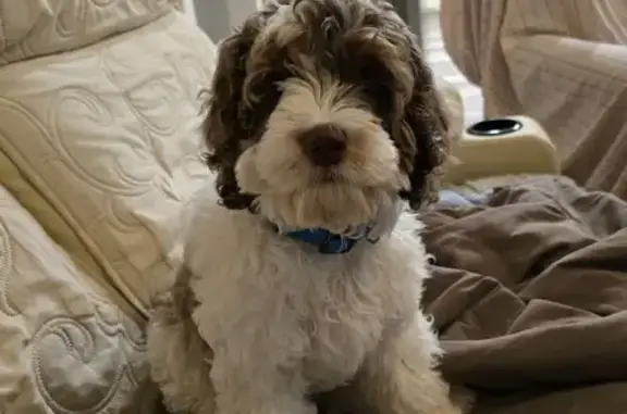 Lost Cockapoo: White/Brown Male, Main St. 205