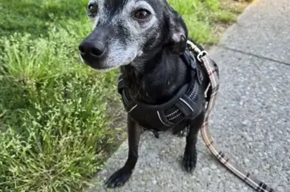 Help Find Missing Black Mini Greyhound Klhoè