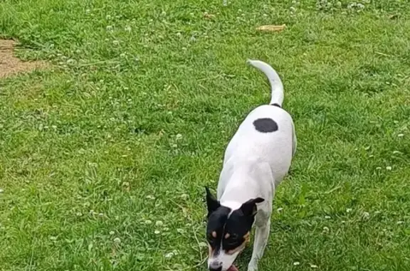Chienne trouvée sur la D203 à Nouailles - photo