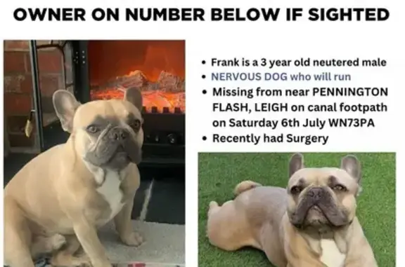 Missing Blue Fawn French Bulldog in Norley